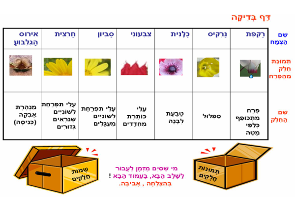 דף בדיקה למשימת המחשבהראשונה